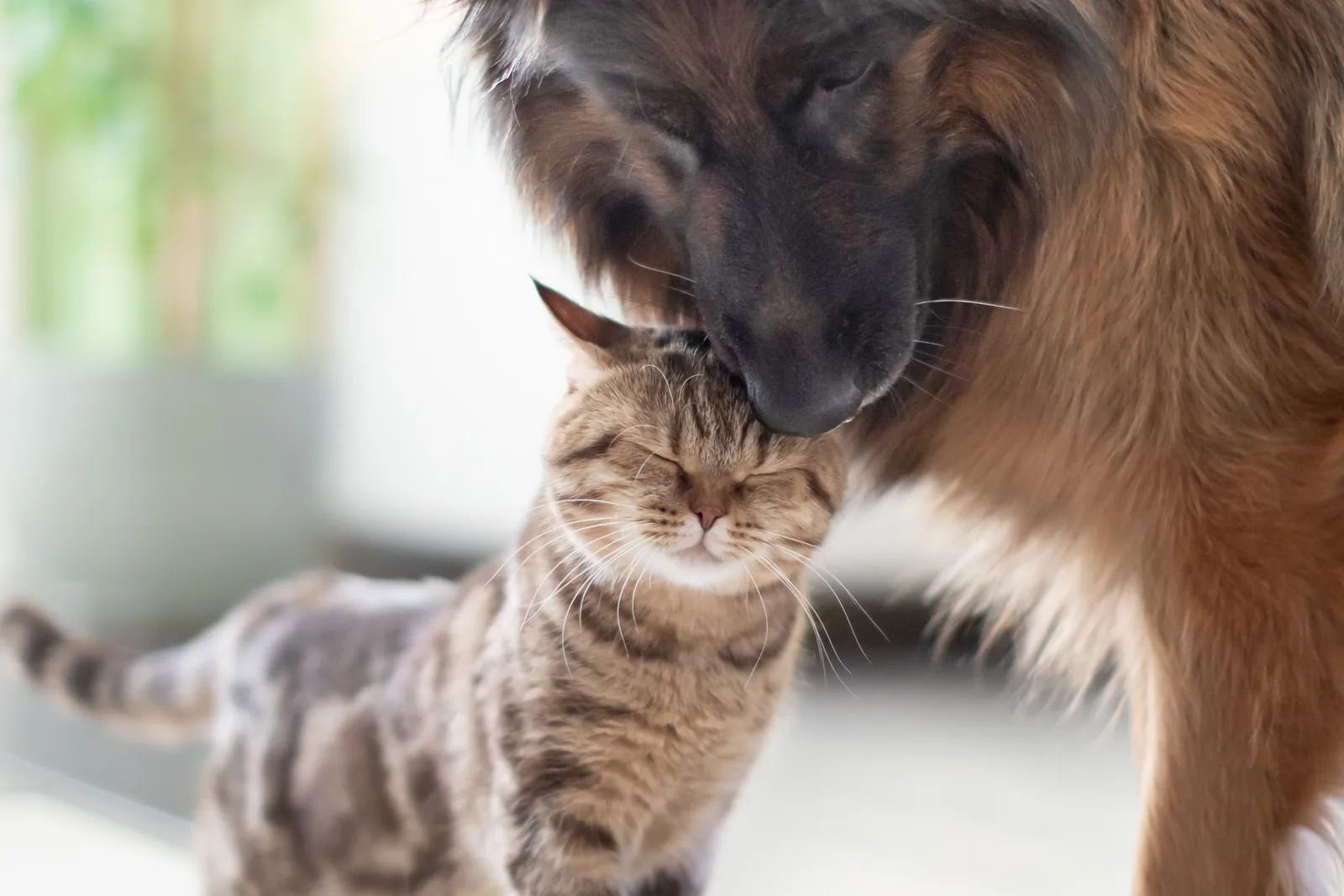 Un perro grande y un gato mayor dándose cariño