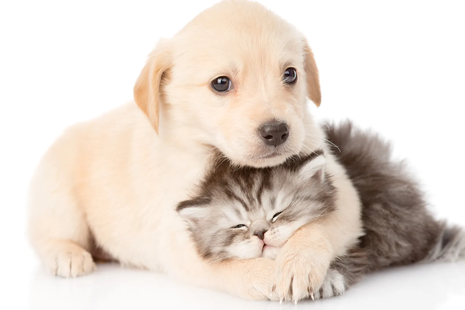 Un cachorro abrazando a un gatito