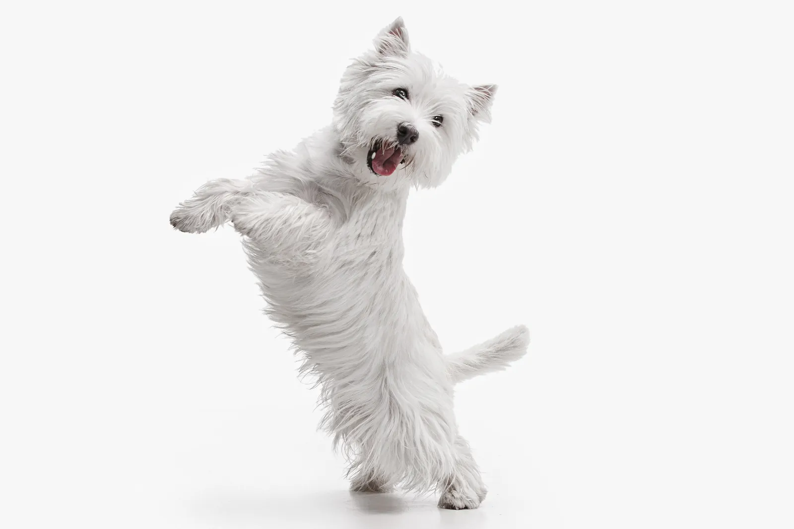 Un westie parado en dos patas, como si bailara