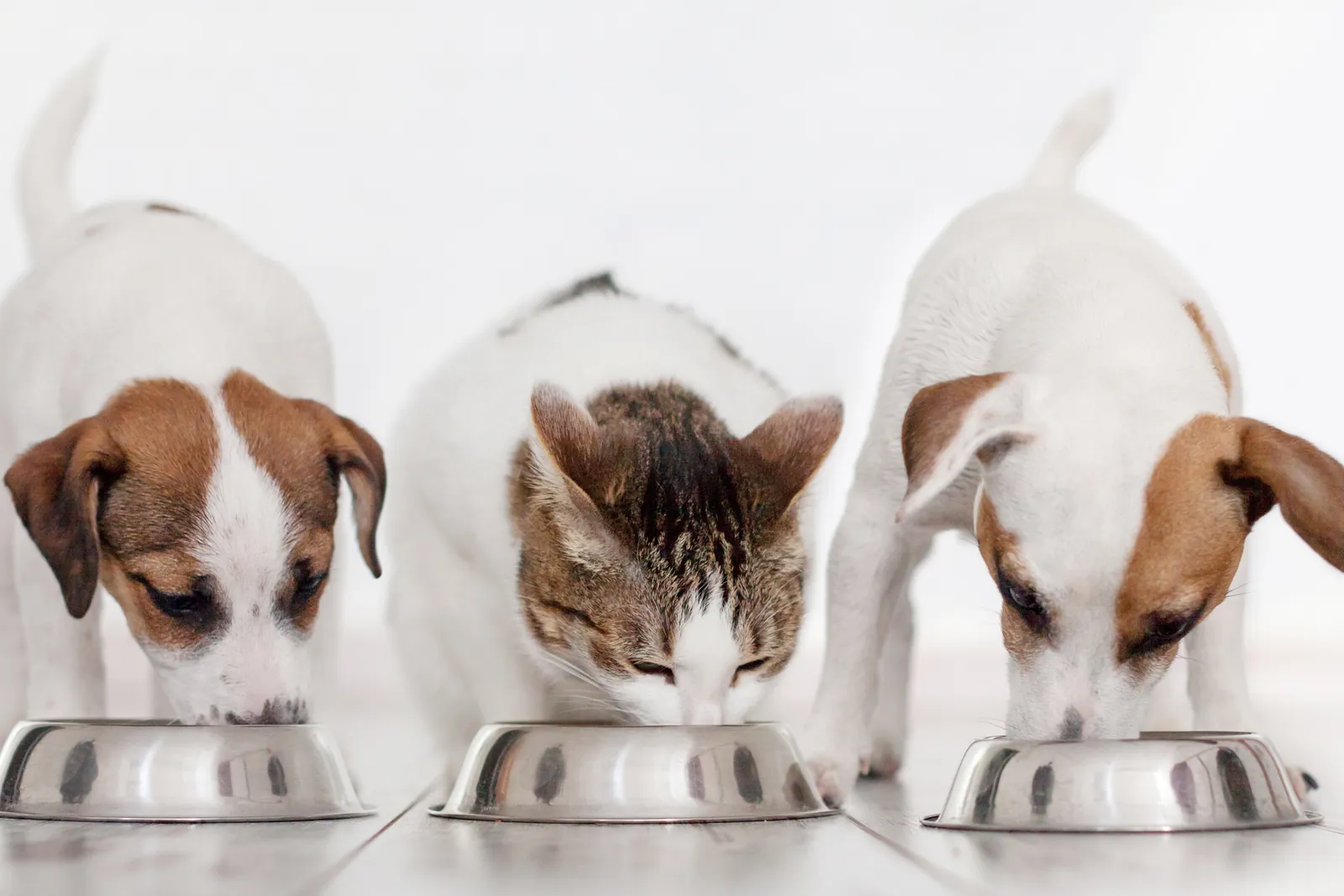 Dos cachorros y un gatito comiendo de sus platos